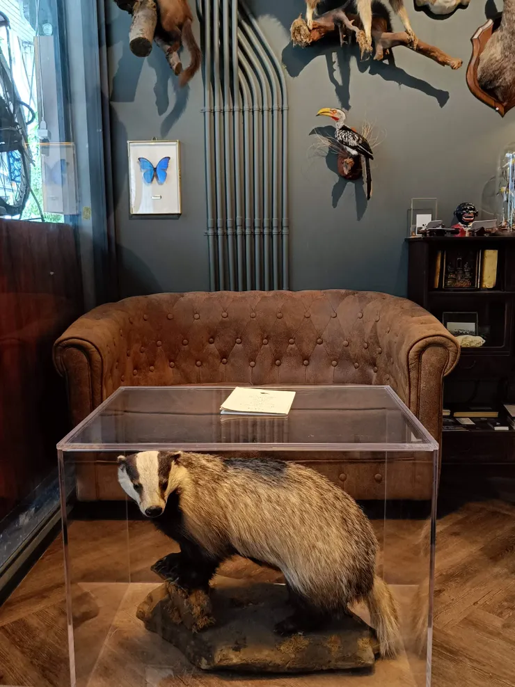 用動物標本做的桌子！
