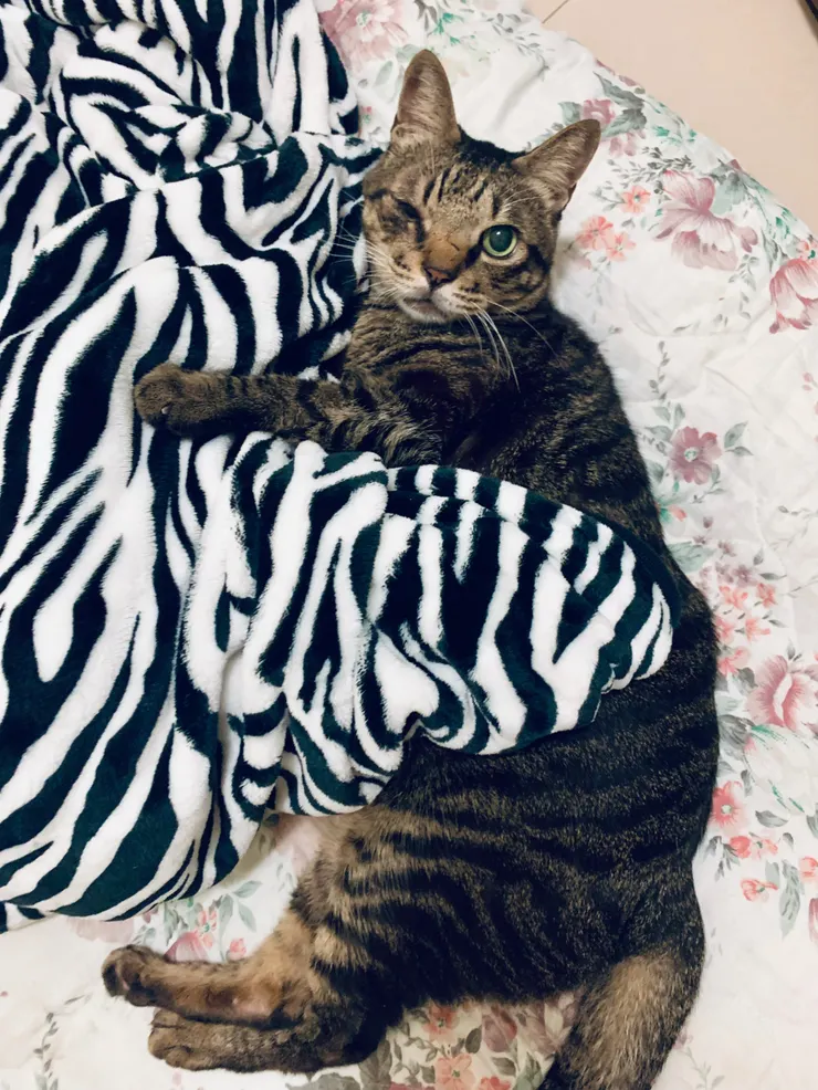 貓：你要做什麼？！！