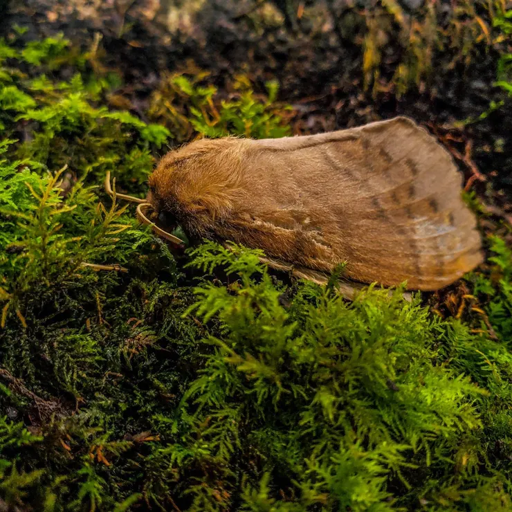 死敲敲的波紋枯葉蛾
