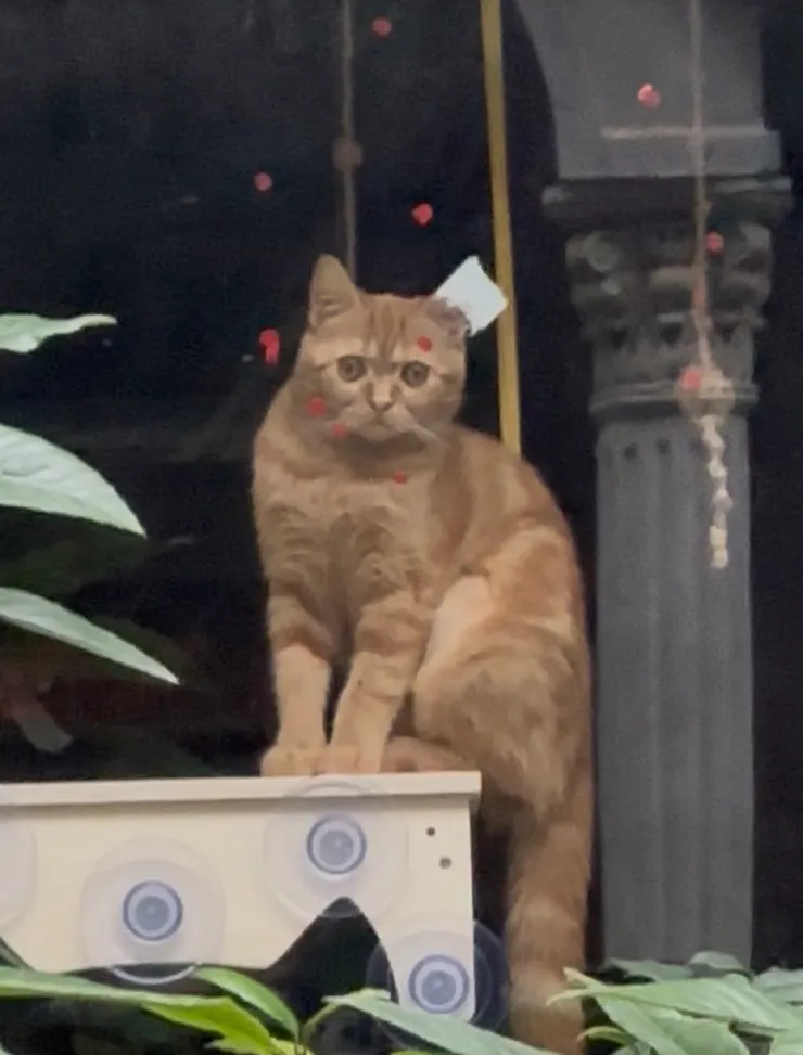 真真假假、假假真真