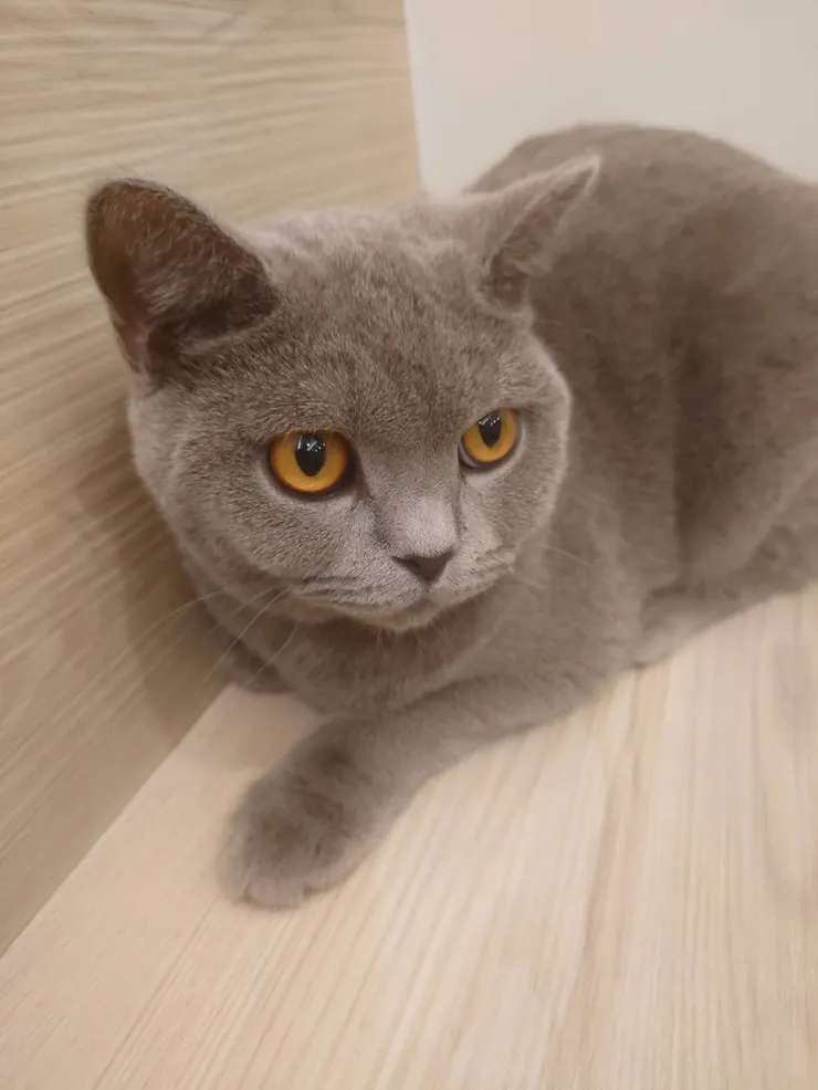 有點傲嬌的藍莓塔