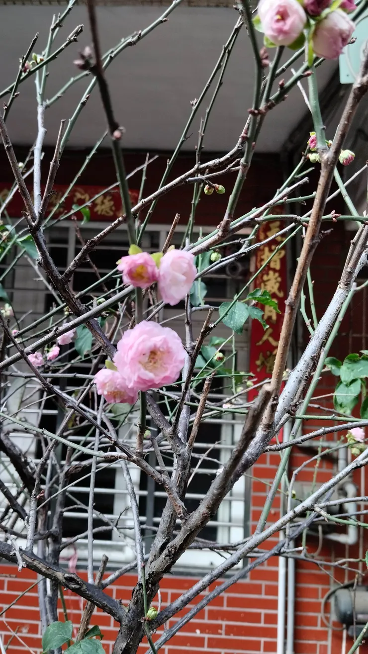 安媽媽種的梅花