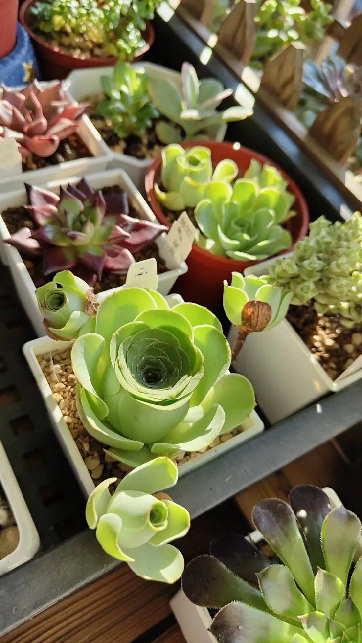 我愛我的植物，曾帶給我如此美妙的體驗