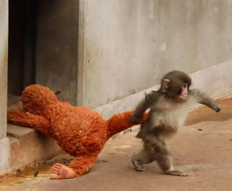 小punch就是一隻可愛的搖擺猴，是不是🥰🥰  大家一起勇敢的大步向前走吧！