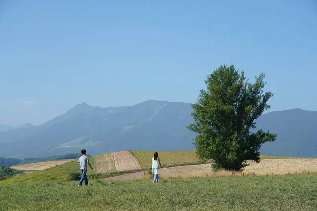 電影中可以看到美瑛町著名的天然美景,圖片來源:「系」電影劇照