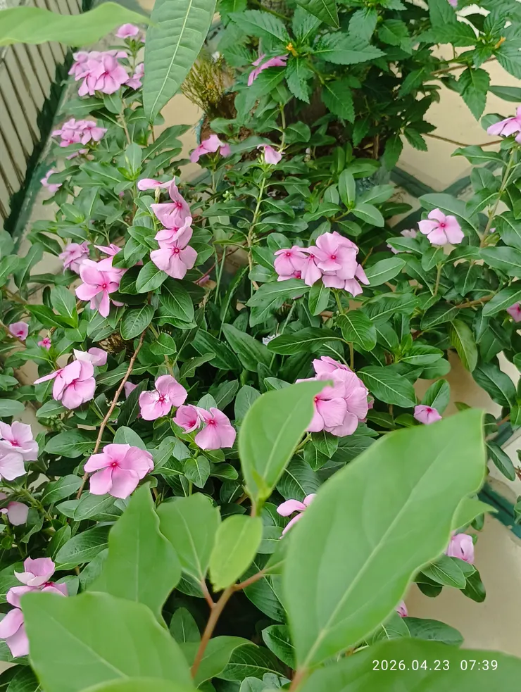 花重重綠窗曉看，皆自拍攝