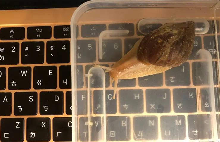 很久沒幫蝸牛拍照了，隨手拍一張