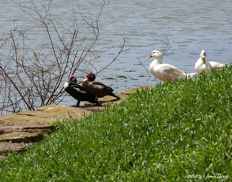 ▲2024龍潭歸鄉文化節/圖片來源:Betty's Jump Diary