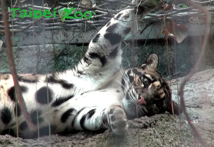 台北市立動物園雲豹Suki