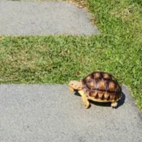 御茶坊主的沙龍