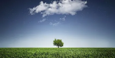 Sarah's English Land