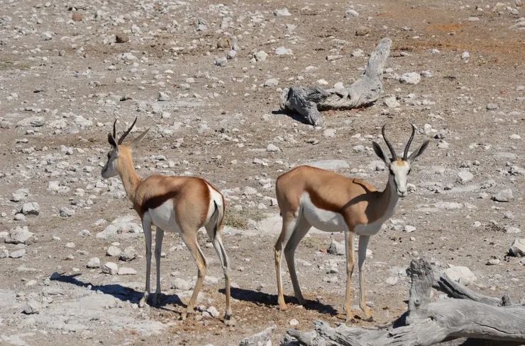 跳羚姿態好優雅