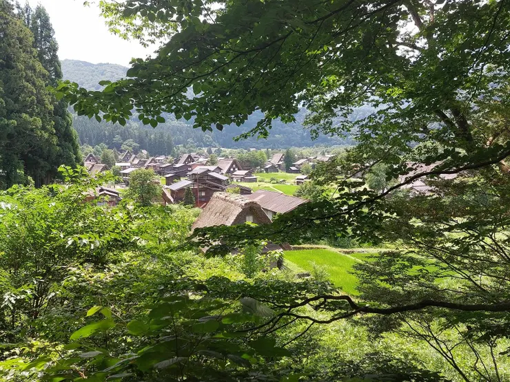 這是回程在接近入口處的路上拍的，有種合掌村被樹林覆蓋住的神祕感