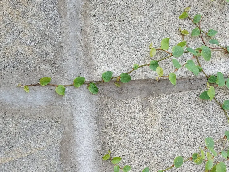 嫋娜纖巧、楚楚可憐的薜荔，誰能想到竟蘊含猙獰兇猛的恐怖野性