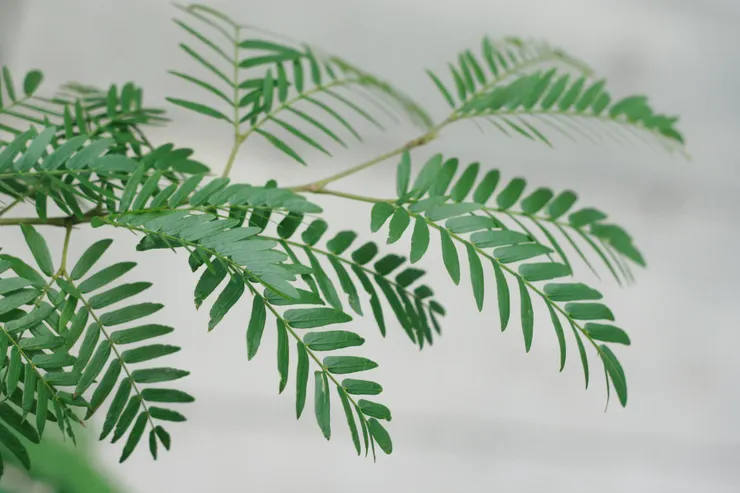 原來對植物樣貌感興趣的人這麼多