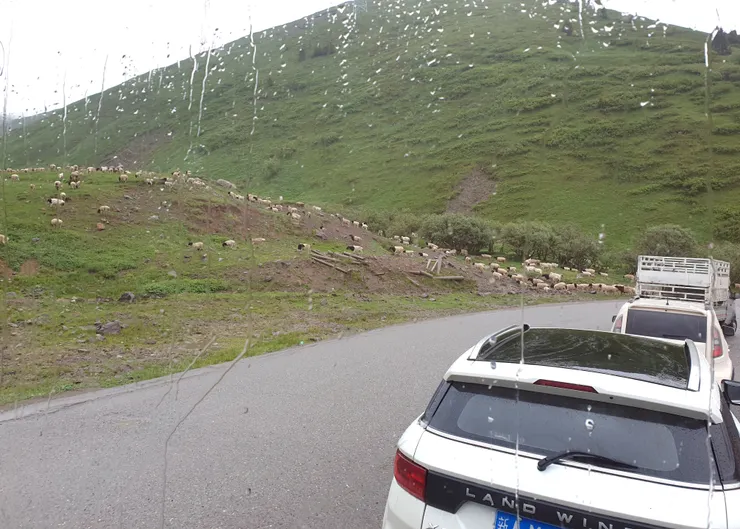 去班禪溝的山路上遇到道路整修，整整塞了快二小時，坐在遊覽車上枯等，窗外突然出現大群的羊兒，好開心啊！一解煩悶的心情