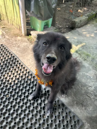 尼泊爾排燈節(Tihar Festival)開始啦~