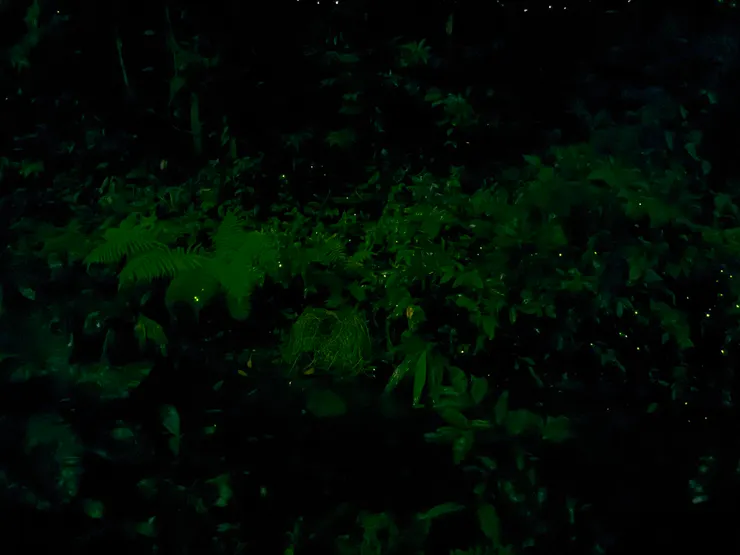 2026/04/25 戶外螢火蟲