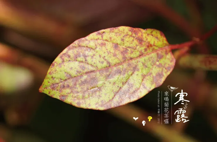 某一年在合歡山上的一片葉子