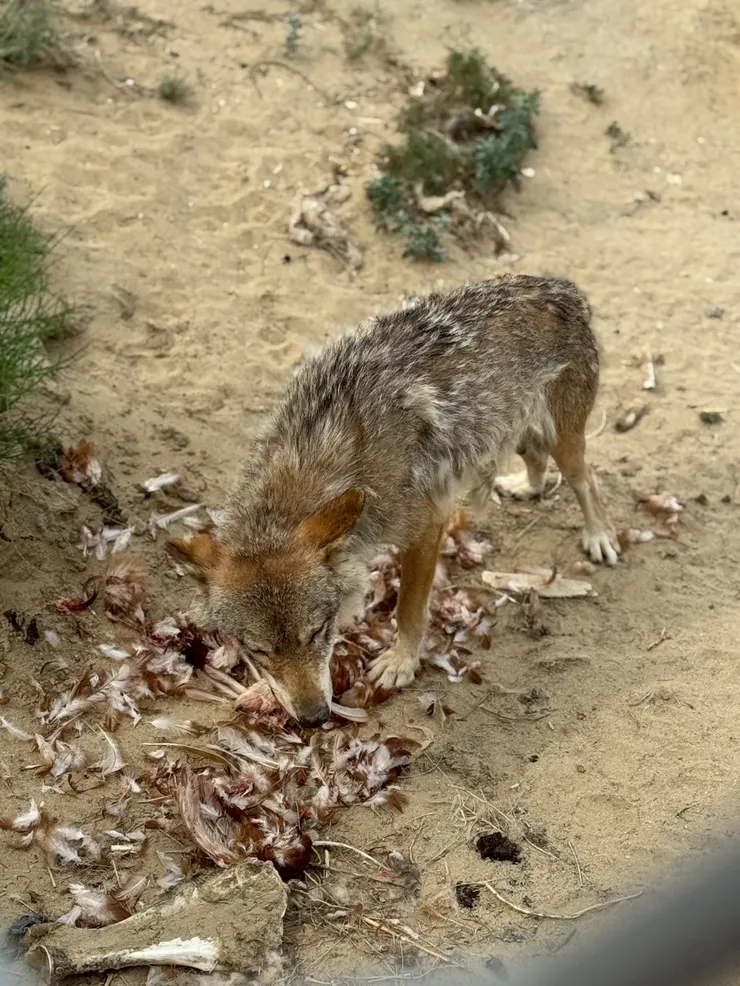 這裡居然有人工圈養的狼園,讓遊客一窺野狼的真面目