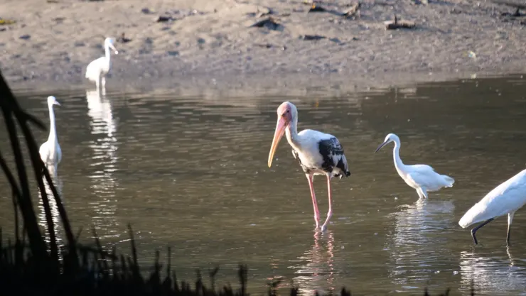 白頭䴉鸛的黑色比較多