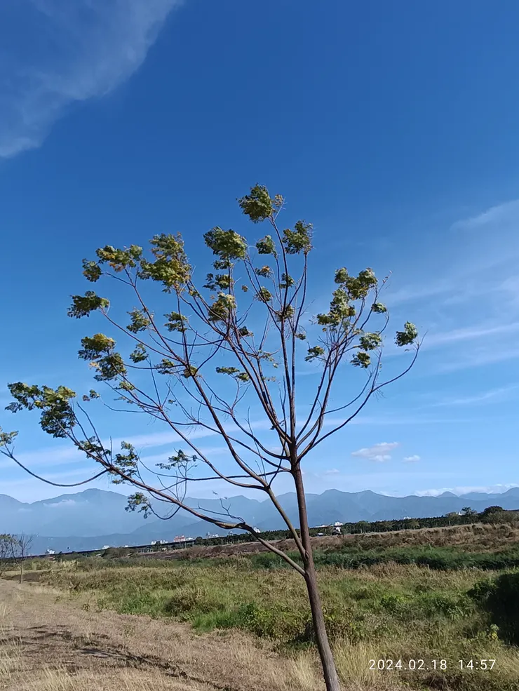 楚藍絲雲