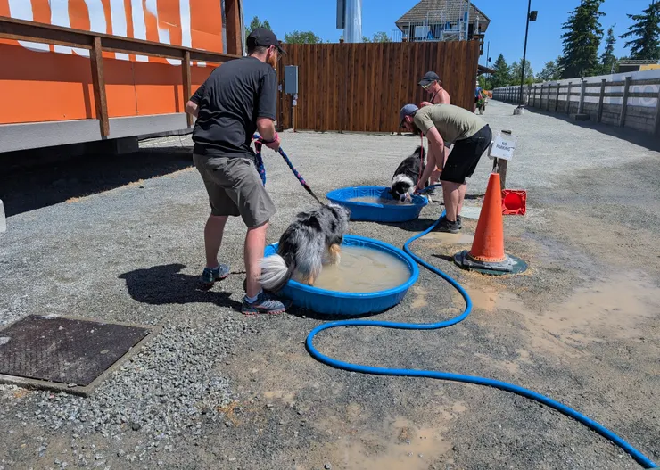 比完賽的狗狗🐕可以洗澡🛁！