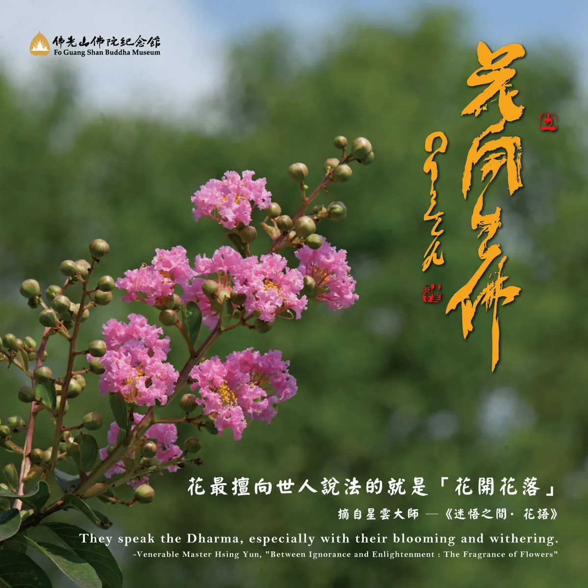 植物小學堂】 紫薇
