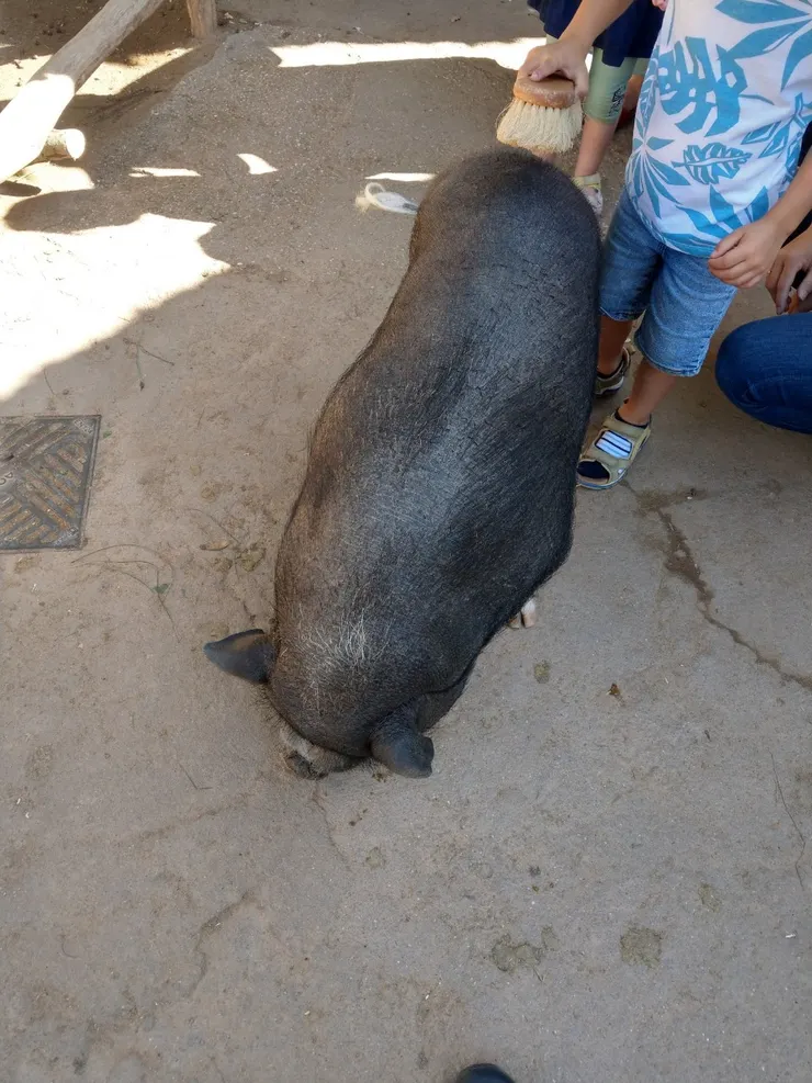 可愛動物區，可以幫豬豬刷背