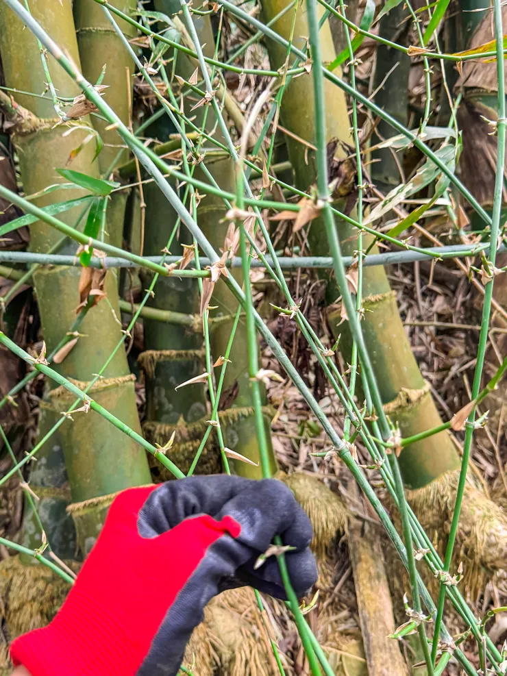 刺竹。中南部高雄屏東地區常用來種植在房屋周圍作為防風林。過靈山後遇到好多剌竹，劃破衣服沒關係劃花臉就不行哦～～😌