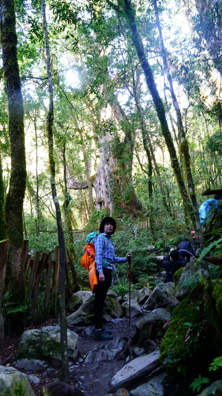 「神木大老爺」的巨人神木