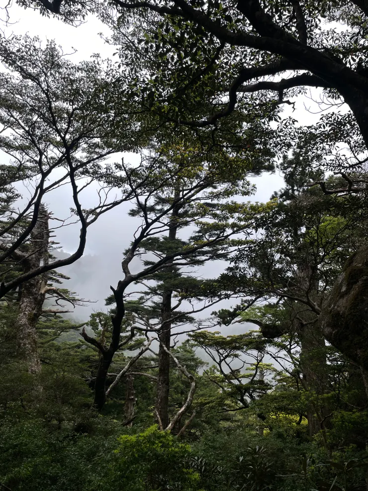 向上攀登 樹頂的枝葉越來越少