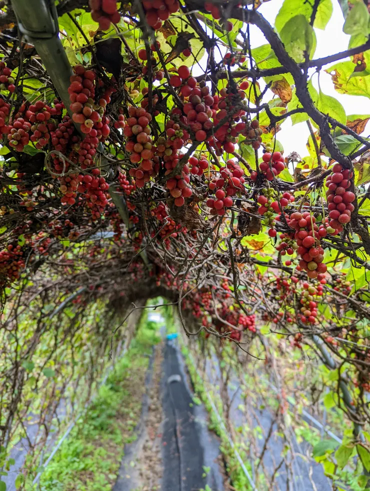 宿舍旁的五味子棚架