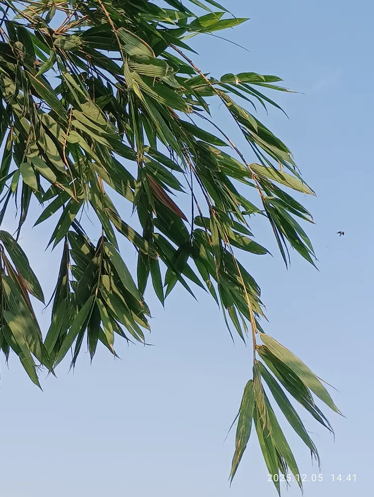 清風動竹漫細活，鏡中鳥入呢！皆自拍攝