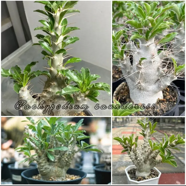 白馬城Pachypodium saundersii