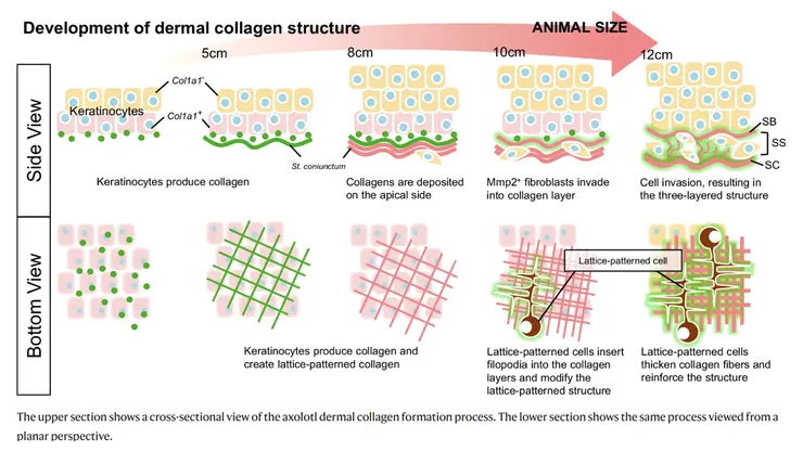 蠑螈皮膚中膠原蛋白生成機制-示意圖（引用自此研究Fig. 10)