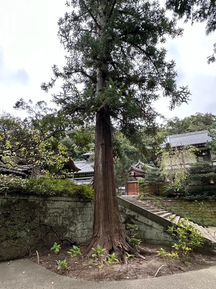 大樹三號