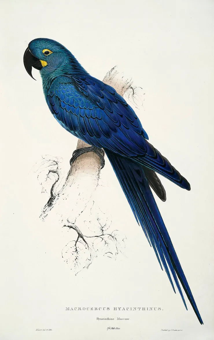 愛德華‧李爾 ( Edward Lear , 1812–88)的插圖首次發表在他於1832年出版的《鸚鵡科插圖》一書中