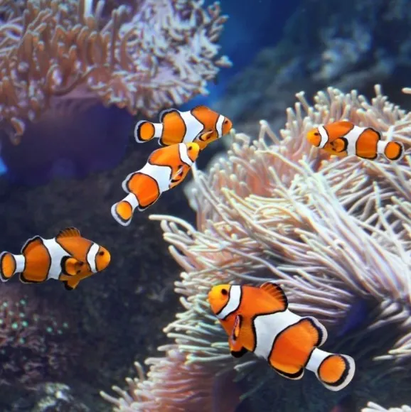 保育放流 【魚】有榮焉