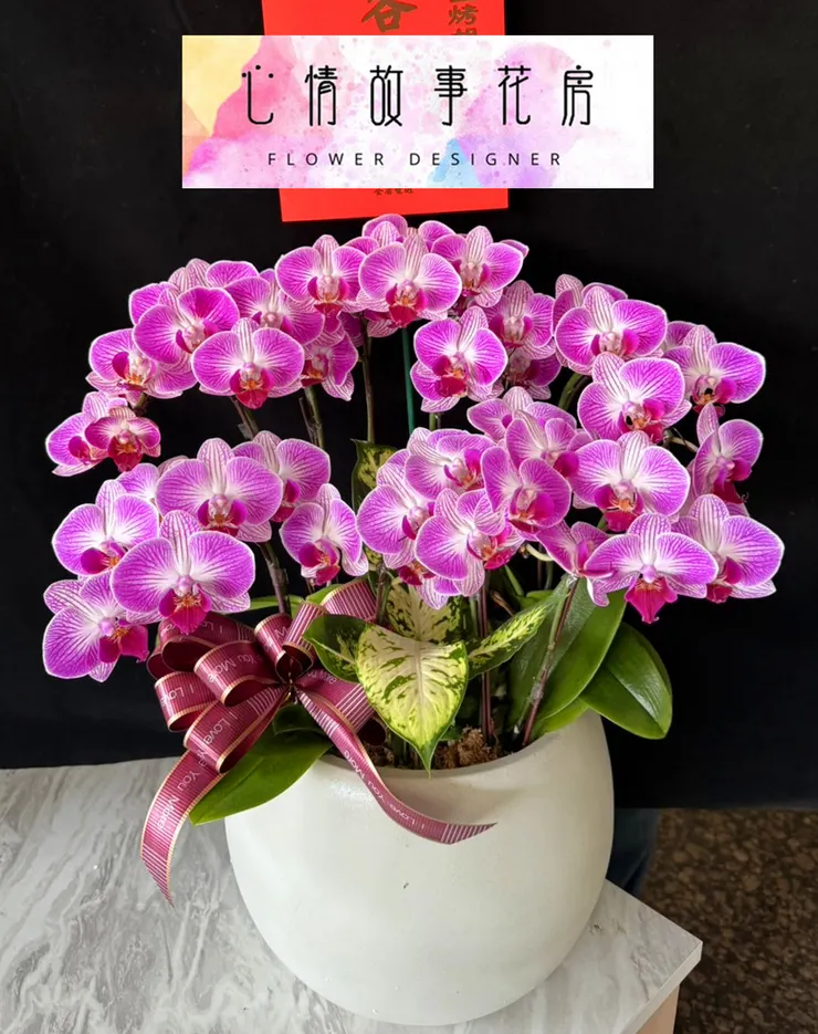 台南花店 心情故事花房 台南送花 台南蘭花專賣 台南盆栽推薦 台南花卉批發 台南企業花藝供應 台南醫院花束 台南花藝設計 快速送花服務 台南花藝推薦 優質花店服務 台南便宜花店 花卉配送台南 台南花店推薦 台南鮮花速遞 台南企業指定花店 台南花店電話 花藝佈置台南 台南機關指定花店