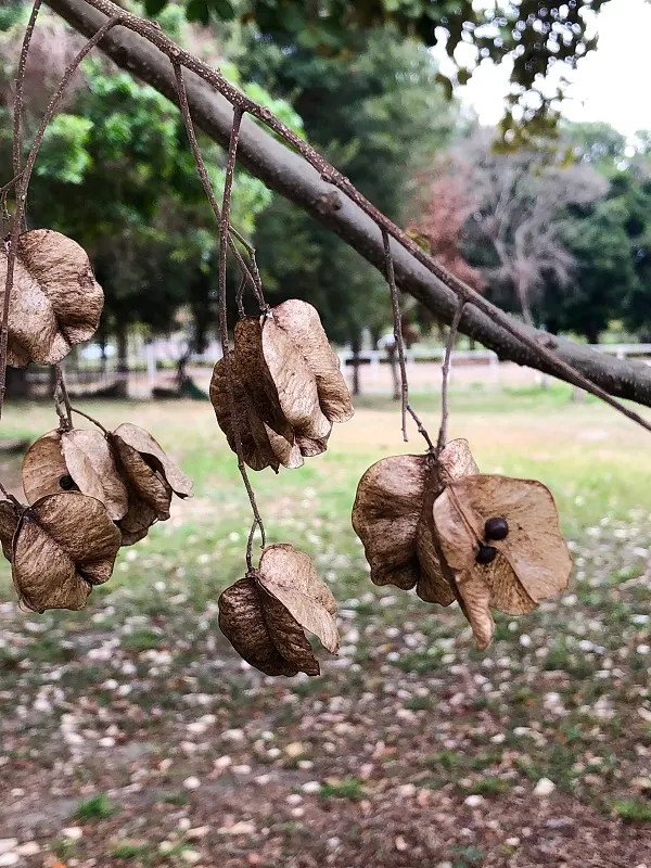 欒樹,又稱"燈籠樹"。