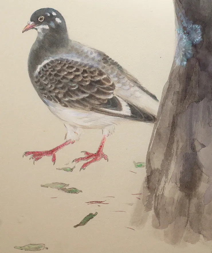 〈莿桐花開〉局部－斑鳩