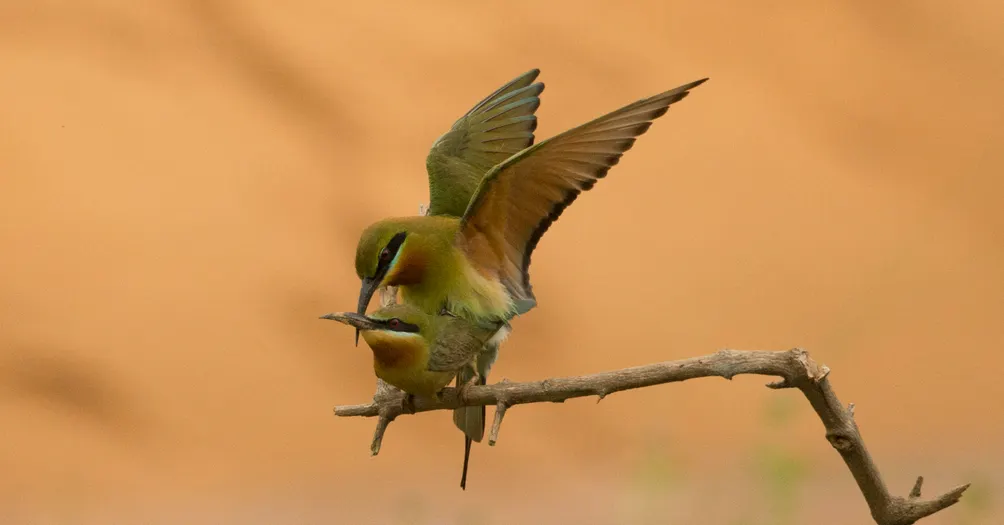 Brenda Wang的沙龍