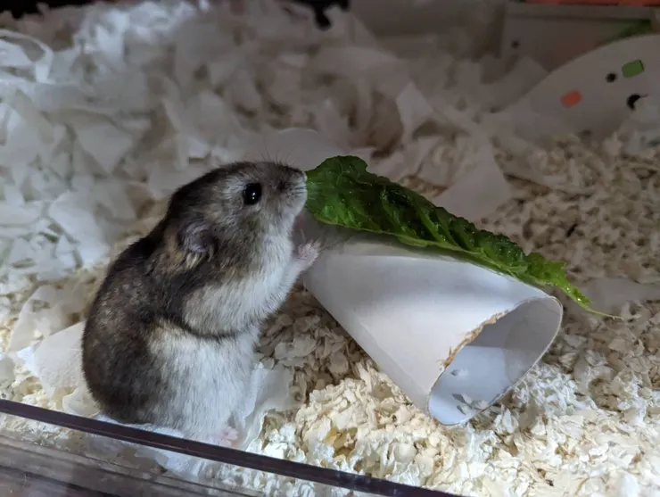 末期的妙順利找到一位願意陪她給她愛到生命最後一刻的媽咪