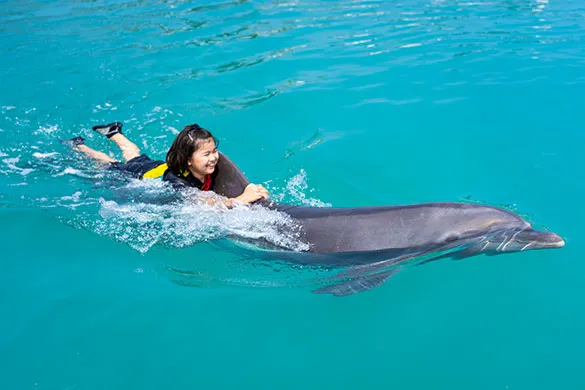 本照片引用本部元氣村官方網站