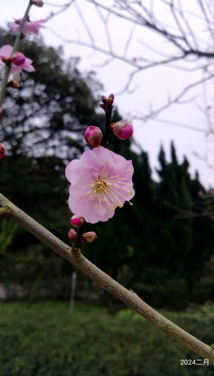 你是最美的花朵