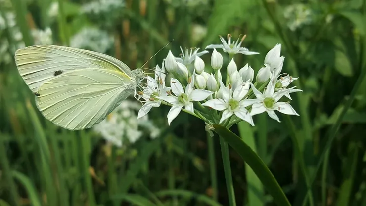 蜂蝶也愛一親芳澤