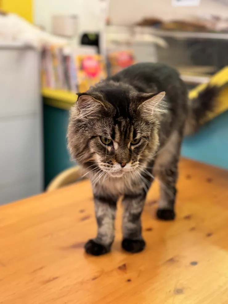 沒記錯的話,這是緬因貓,長的超MAN