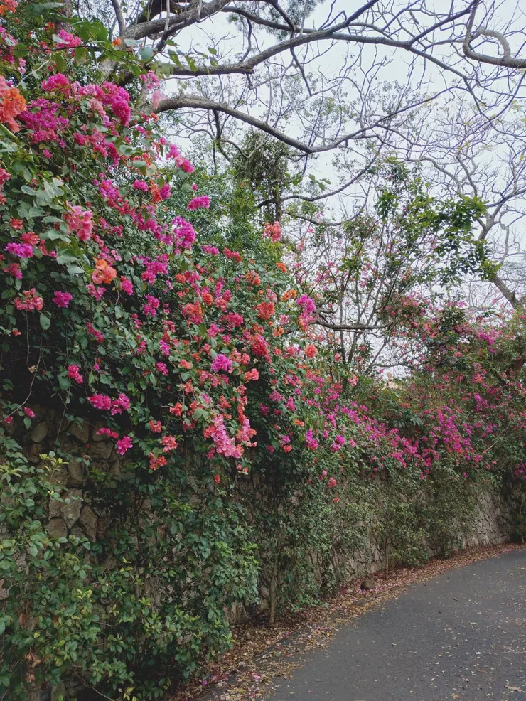 開滿牆的炮仗花