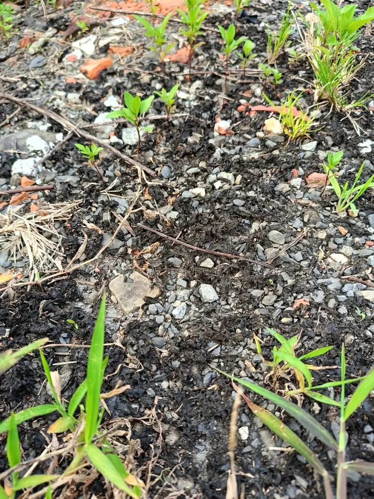 唉呀，附近好多狗大便，不是啦！是寶貝美味雨來菇啦！